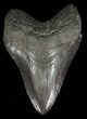 Fossil Megalodon Tooth #57175-1